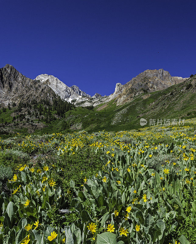 Wyethia mollis是紫菀科中的一种花，俗称毛骡耳。内华达山脉东侧，因约国家森林，麦吉溪峡谷，Mono县，加利福尼亚州。